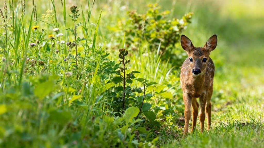 Solutions éprouvées pour rétablir l'équilibre entre carbone et azote