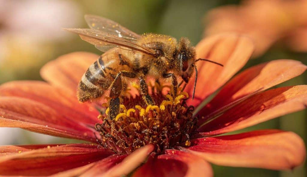 Le rôle crucial des abeilles : pourquoi sont-elles indispensables ?