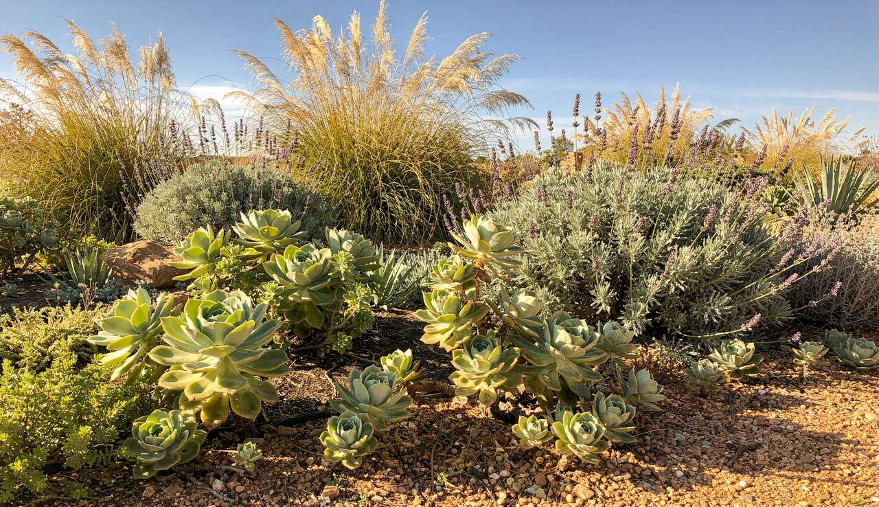 Plantes résistantes à la sécheresse : jardin économe en eau