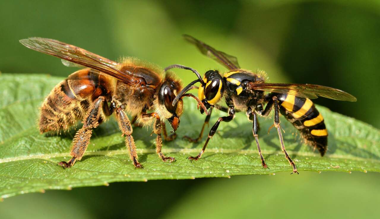 Les diff&eacute;rences physiques entre la gu&ecirc;pe et l'abeille