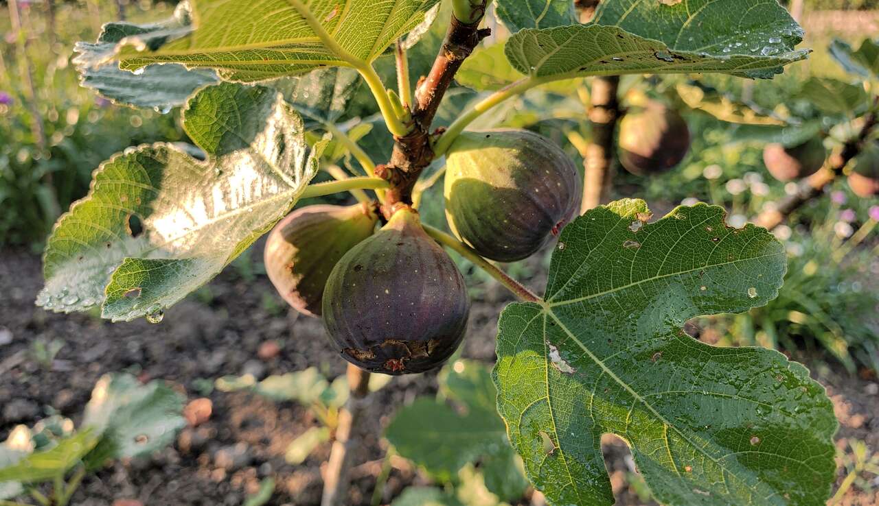 R&eacute;colter les figues : le moment et la m&eacute;thode
