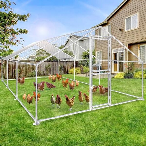 Découvrez notre test complet du poulailler XXL YITAHOME. Un enclos spacieux et sécurisé conçu pour accueillir jusqu'à 10 poules en toute sérénité.